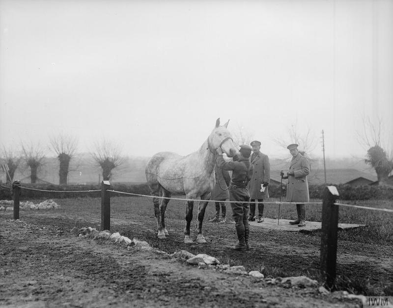 British officers inspecting a horse at a remount depot in Boulogne in 1918